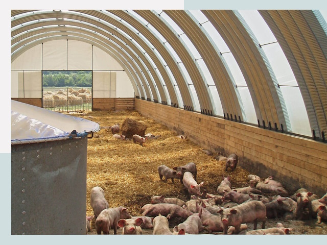 Строительство свинарников в Реже